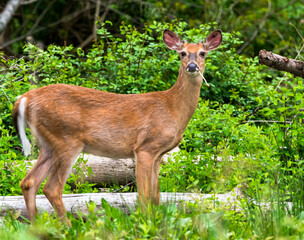 A whitetail buck deer beginning to grow it's antlers in a field in the woods in Tidioute, Pennsylvania, USA on a sunny spring day