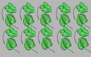 Summer monstera leaves illustration
