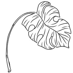 Summer monstera leaves illustration
