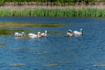 American White Pelicans Feeding On A Small Pond In Wisconsin In Spring