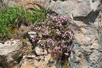 Gypsophila muralis, Gypsophile de murs,