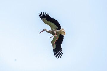 Cigogne blanche,. Ciconia ciconia, White Stork