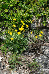 Tragopogon pratensis, Barbe de bouc, Salsifis des prés, Tragopogon pratensis,, Barbe de bouc, Salsifis des prés, Tragopogon pratensis,