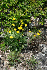 Tragopogon pratensis, Barbe de bouc, Salsifis des prés, Tragopogon pratensis,, Barbe de bouc, Salsifis des prés, Tragopogon pratensis,