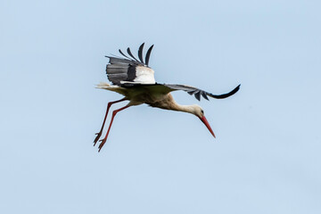 Cigogne blanche,. Ciconia ciconia, White Stork