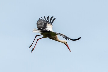 Cigogne blanche,. Ciconia ciconia, White Stork
