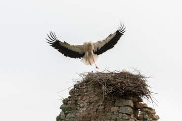 Cigogne blanche, nid,.Ciconia ciconia, White Stork, Chateau de la Rivière, Parc Naturel Régional...