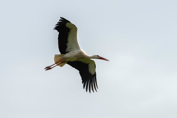 Cigogne blanche,. Ciconia ciconia, White Stork