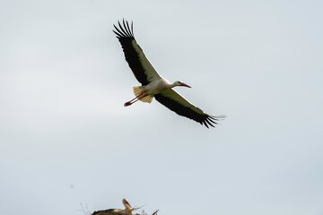 Cigogne blanche,. Ciconia ciconia, White Stork