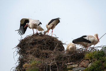 Cigogne blanche, nid,.Ciconia ciconia, White Stork, Chateau de la Rivière, Parc Naturel Régional des Marais du Cotentin et du Bessin, Manche, 50