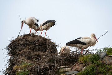 Cigogne blanche, nid,.Ciconia ciconia, White Stork, Chateau de la Rivière, Parc Naturel Régional des Marais du Cotentin et du Bessin, Manche, 50