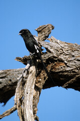 Corvinelle noir et blanc,.Lanius melanoleucus, Magpie Shrike