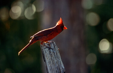 Cardinal rouge,.Cardinalis cardinalis, Northern Cardinal