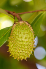 Graviola (Annona muricata). Árvore com fruto	
