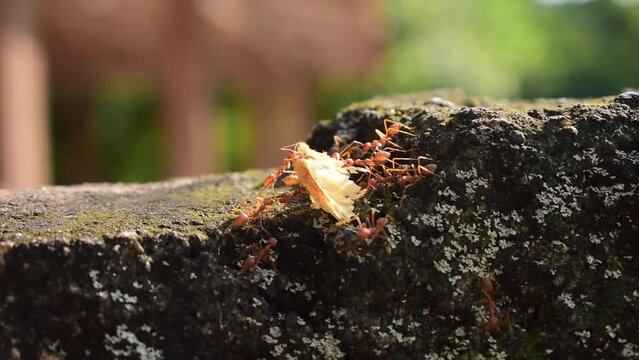 landscape video footage of a herd of red ants working together to carry a dead butterfly