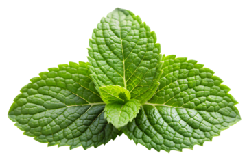mint leave on a white background ai generated