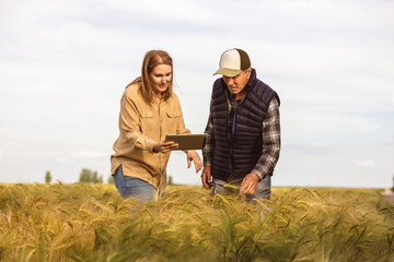 Two agronomists or farmers check the quality of the grains in the middle of a wheat field. They...