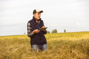 Agronomist  checks the quality of the grains in the middle of a wheat field. He has a tablet.