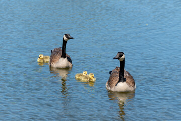 Obraz premium Canada Geese And Goslings On A Small Pond In Wisconsin In Spring