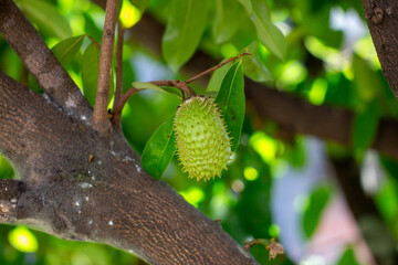 Graviola (Annona muricata). Árvore com fruto	
