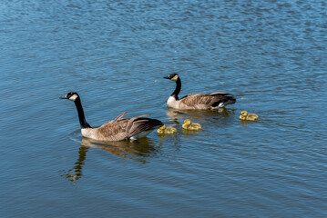 Canada Geese And Goslings On A Small Pond In Wisconsin In Spring