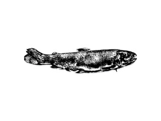 Black and white illustration sketch of a Salmon hand drawing vector isolated on white background.