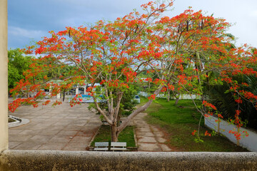 Big phoenix flower tree in schoolyard bloom vibrant in red at Mekong Delta countryside in summer,...