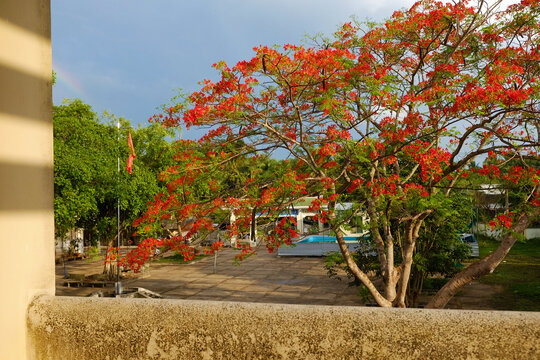 Big phoenix flower tree in schoolyard bloom vibrant in red at Mekong Delta countryside in summer, flamboyant blossom in rainy day