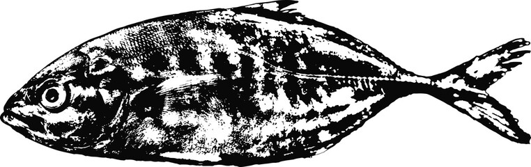 Obraz premium Black and white illustration sketch of a Salmon hand drawing vector isolated on white background.