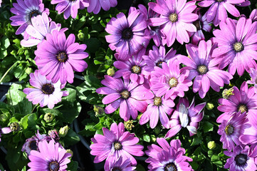 Osteospermum ecklonis serenity dark purple , a cultivar of African daisy