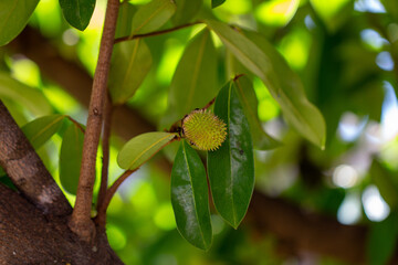 Graviola (Annona muricata). Árvore com fruto	
