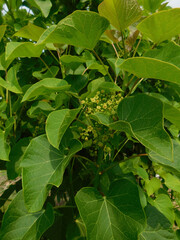 Leaf of jarak pagar or Jatropha curcas. It is a species of flowering plant in the spurge family, Euphorbiaceae.