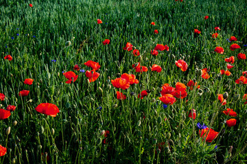 Vibrant pops of red from blooming poppies contrast the surrounding greenery.