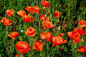 Poppies with red petals flourish in sunlight.