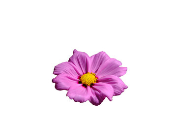 Pink flowers isolated on white background.  Make clipping path.