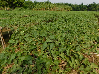 ointed gourd plant, pointed gourd, pointed gourd tree in india,