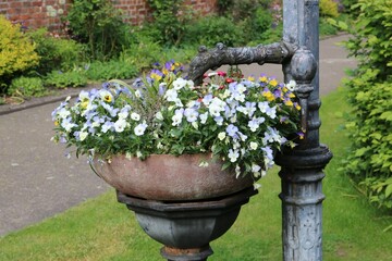 Dekorative Einpflanzung in großer Pflanzschale an Brunnen im Kloster Walsrode im Klostergarten im...