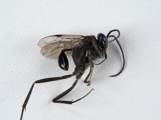 Macro of the blue-eyed ensign wasp (Evania appendigaster), parasite of cockroach eggs,  with detail of ้head, thorax, abdomen and legs on a white background.