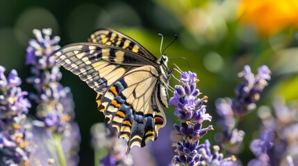 Naklejka premium A butterfly with colorful wings resting on a plant in the garden