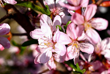 pink cherry sakura blossom close-up in nature park background