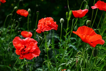 Poppy flower close-up. Spring concept. A gift to a woman.