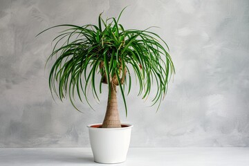 Indoor green potted plant on a textured background