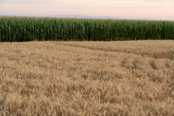 Wheat and corn field in sunset