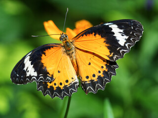 A close-up photo of a male Leopard Lacewing Butterfly perched on a pink flower.