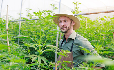 Marijuana cannabis plant farmer inspecting plants health for medical science use, male caucasian standing confident arms crossed indoor grown hemp weed tree, healthcare medicine treatment illnesses.