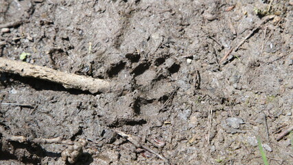 Dogs footprint