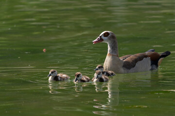 Nilgänse