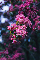 pink and purple flowers