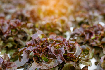 Salad farm vegetable red oak lettuce. Close up fresh organic hydroponic vegetable plantation produce red green salad hydroponic cultivate farm. Red oak lettuce salad in green Organic plantation Farm.