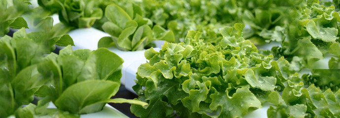 Banner fresh organic hydroponic vegetable plantation produce green salad hydroponic farm. Panorama...